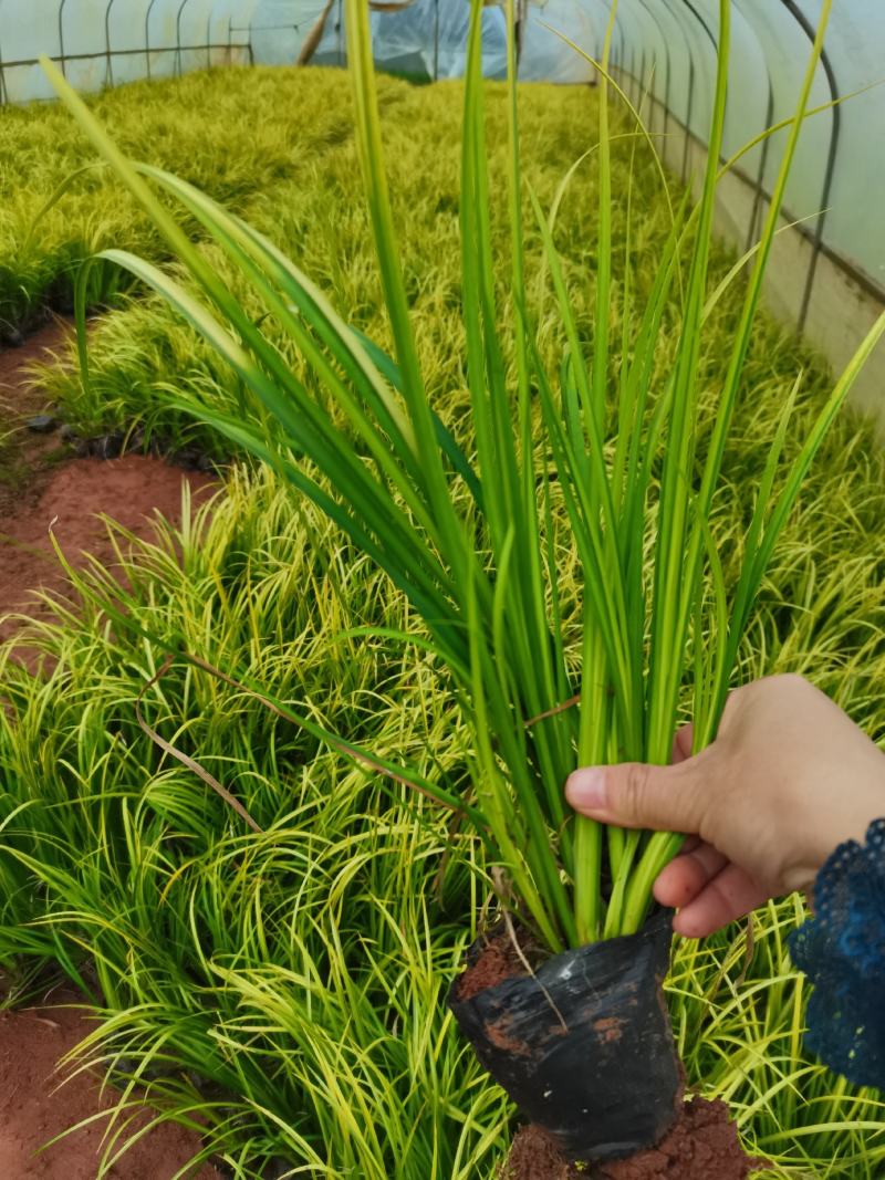 金叶菖蒲，金线石菖蒲，云南昆明菖蒲种植园直销