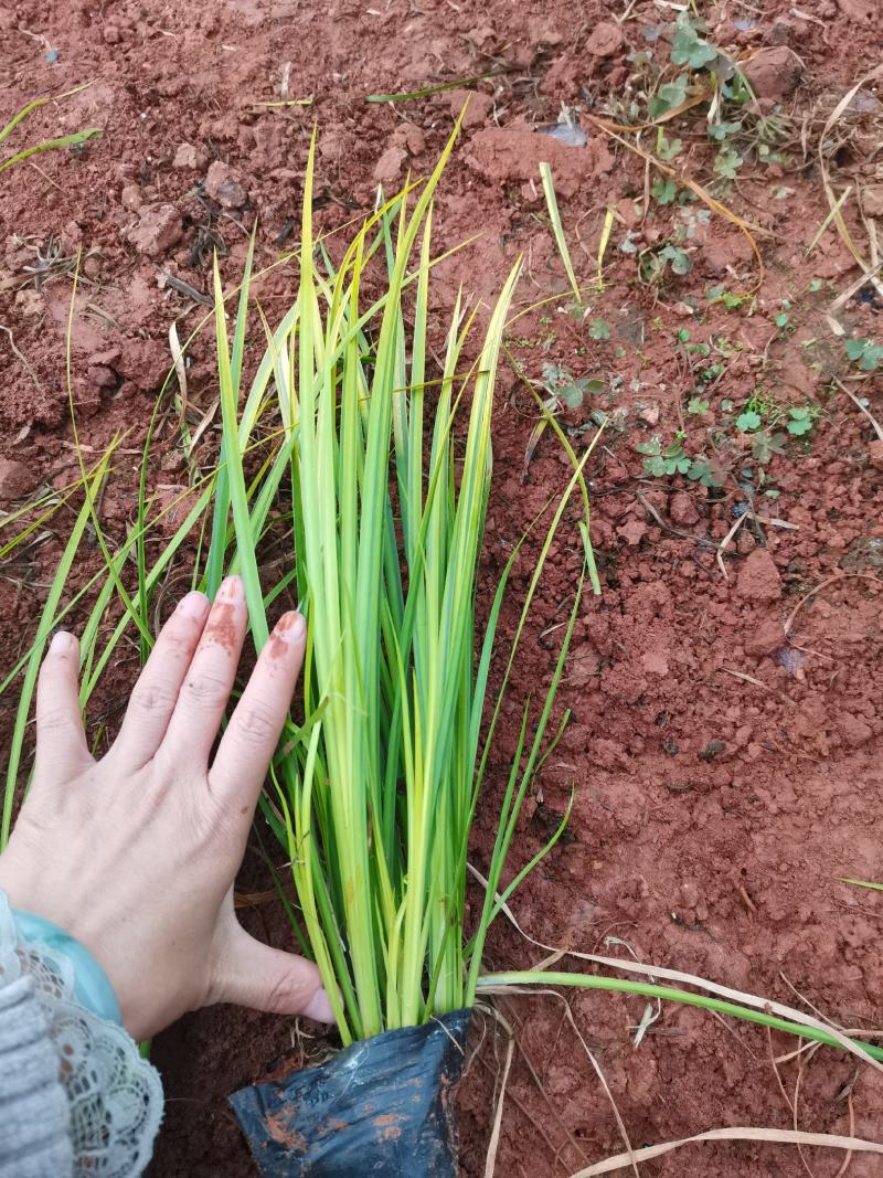 金叶菖蒲，金线石菖蒲，云南昆明菖蒲种植园直销