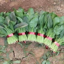 菠菜，大小叶菠菜，25-30公分，货量大，保证质量！