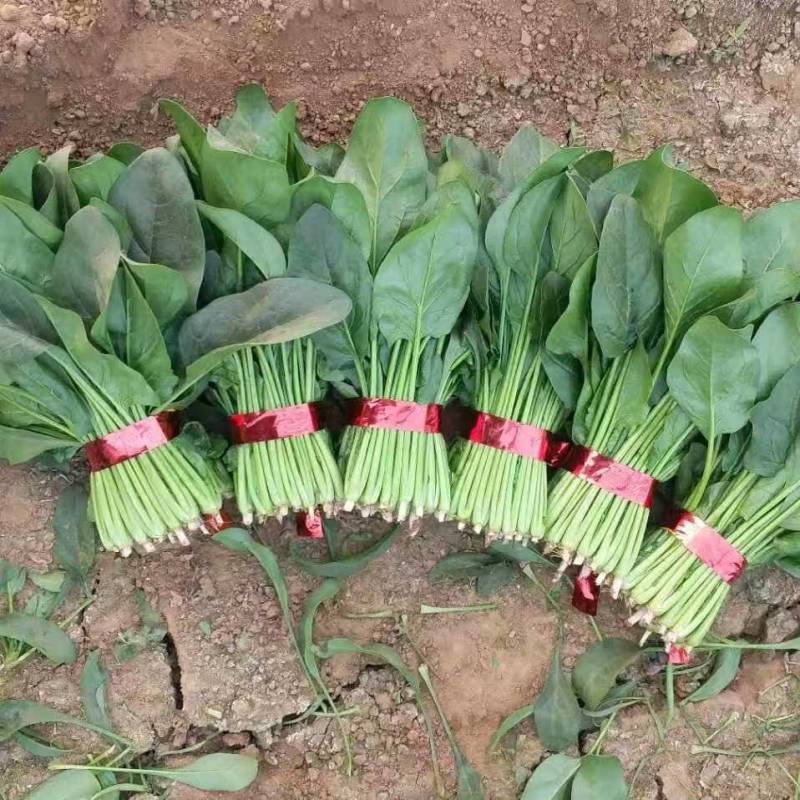菠菜，大小叶菠菜，25-30公分，货量大，保证质量！