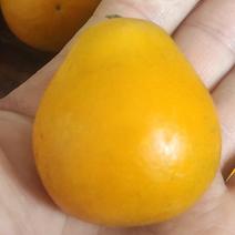 广西融安脆蜜金桔苗，脆蜜金柑苗，纯甜无酸比鸡蛋大个的金橘