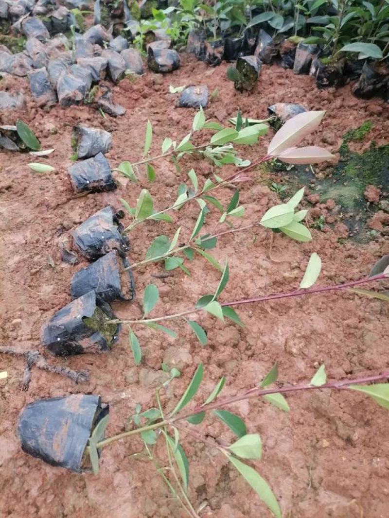 红叶石楠小杯苗，云南昆明红叶石楠种植园直销