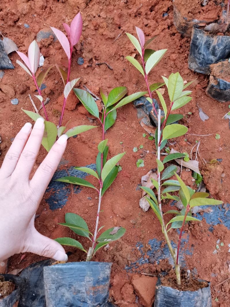 红叶石楠小杯苗，云南昆明红叶石楠种植园直销