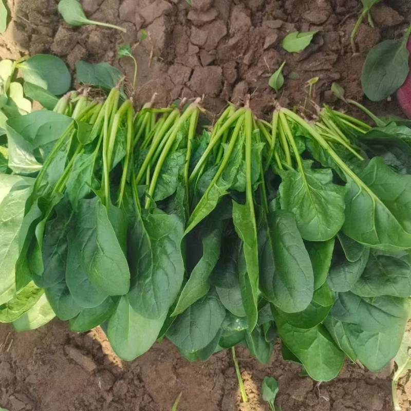 菠菜，大小叶菠菜，25-30公分，货量大，保证质量！
