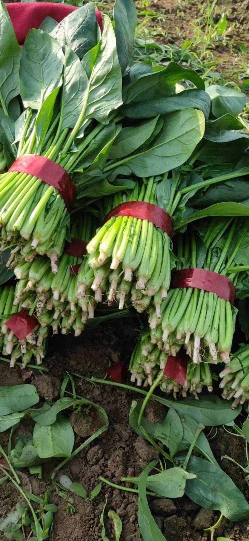 菠菜，大小叶菠菜，25-30公分，货量大，保证质量！