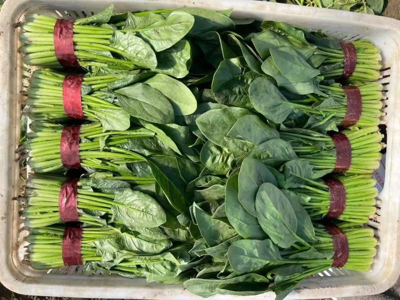 菠菜，大小叶菠菜，25-30公分，货量大，保证质量！