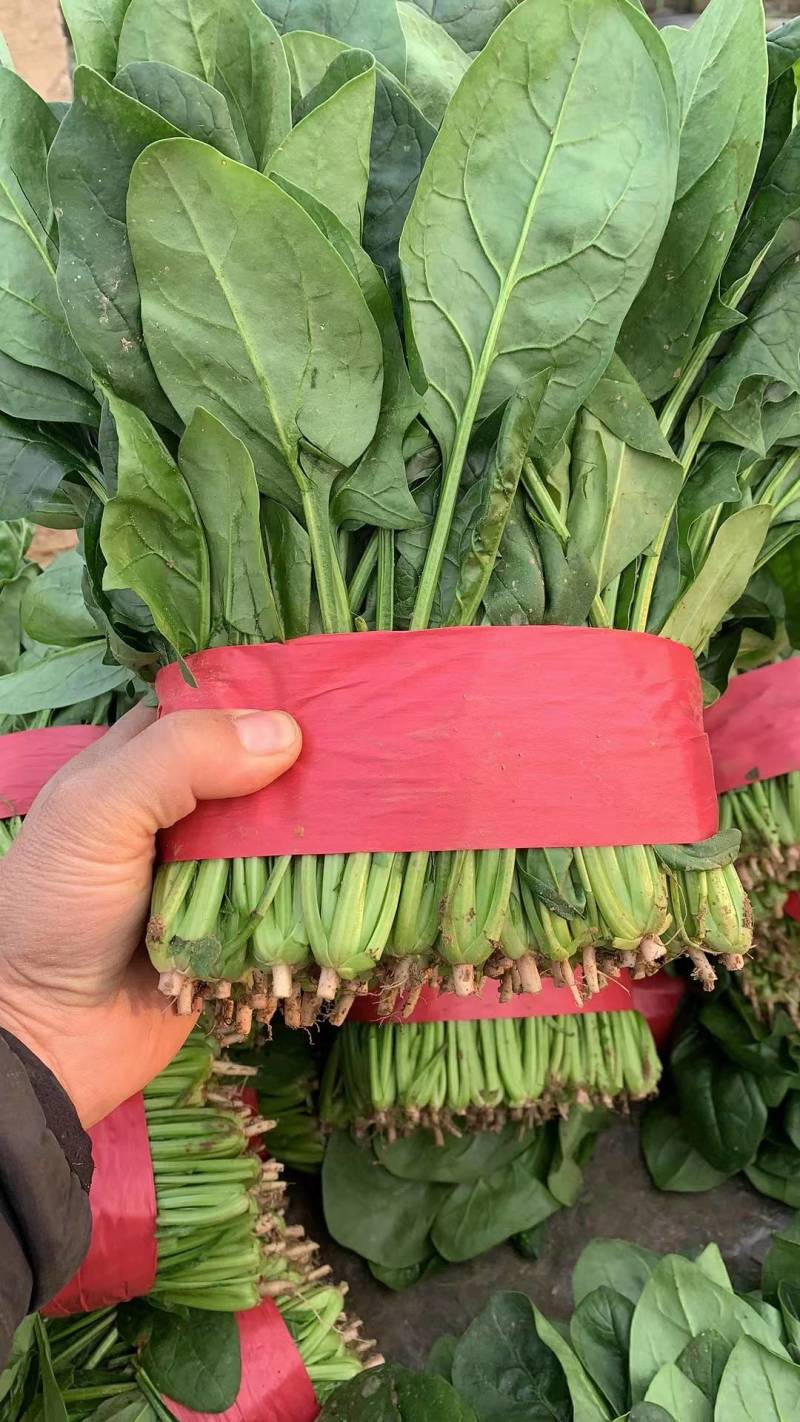 菠菜，大小叶菠菜，25-30公分，货量大，保证质量！