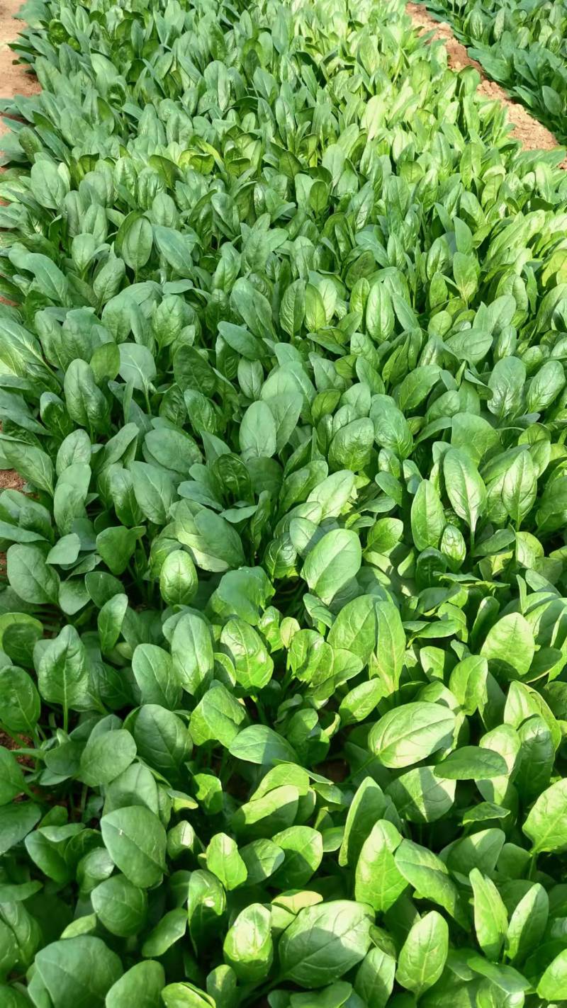菠菜，大小叶菠菜，25-30公分，货量大，保证质量！