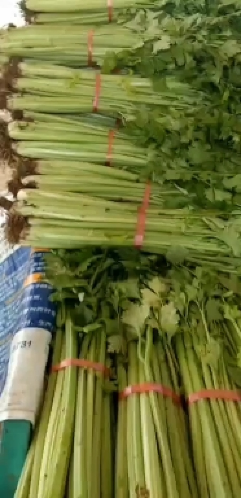 芹菜开始上市了，欢迎大家前来订购，质量保证