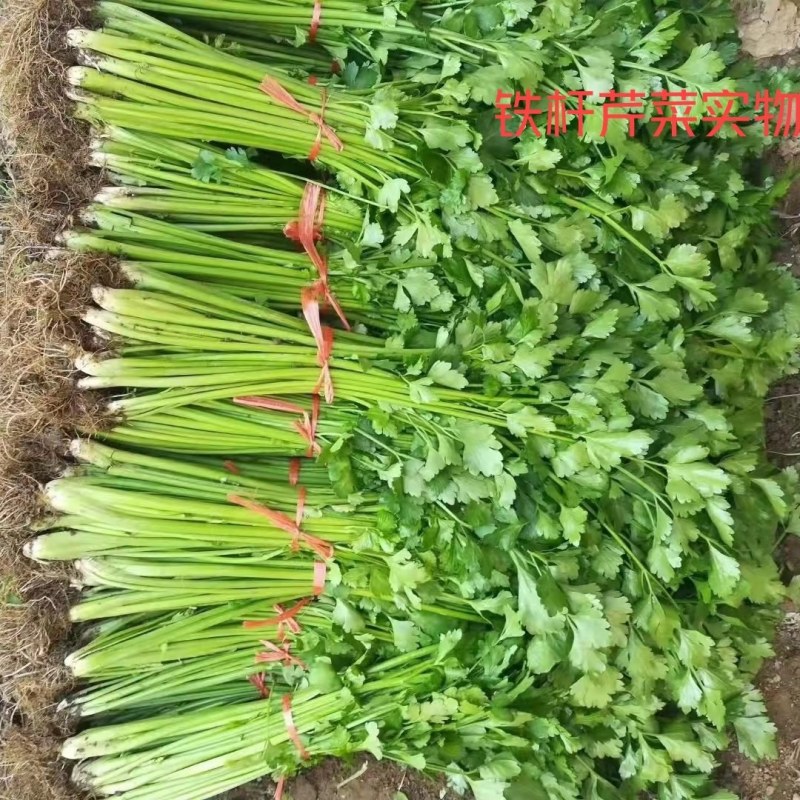 芹菜开始上市了，欢迎大家前来订购，质量保证