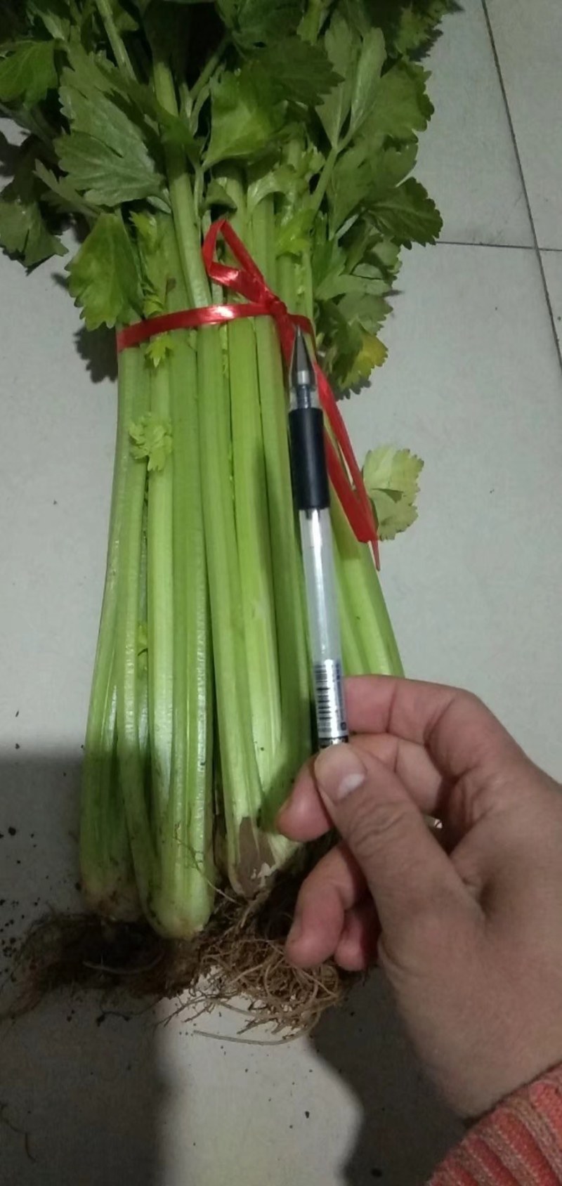 芹菜开始上市了，欢迎大家前来订购，质量保证