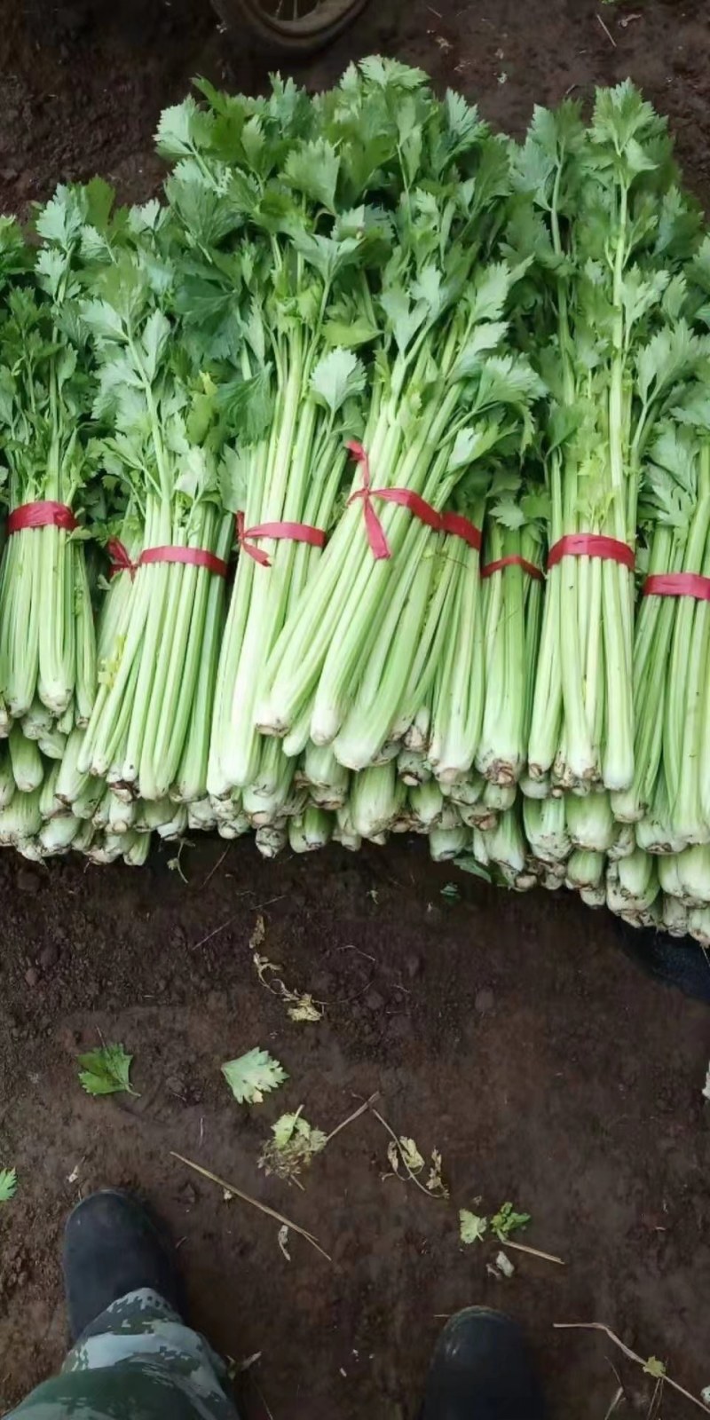 芹菜开始上市了，欢迎大家前来订购，质量保证