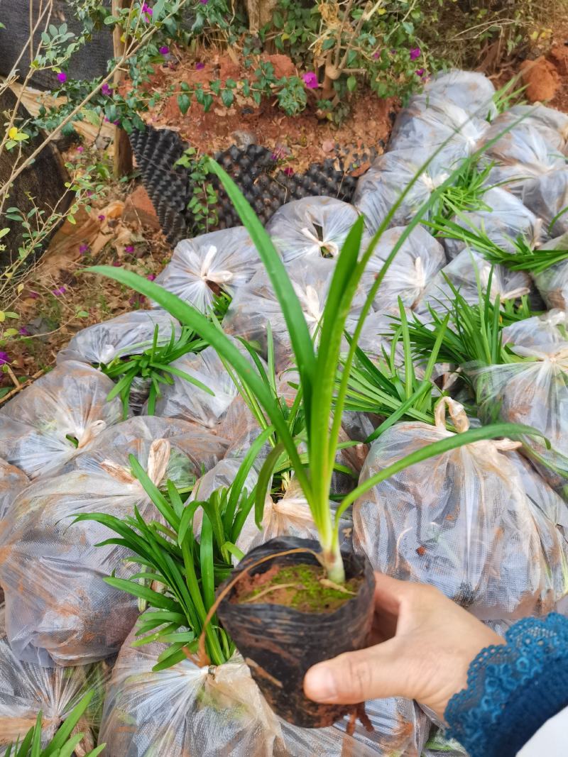 【推荐】百子莲，云南昆明百子莲种植园一手货源