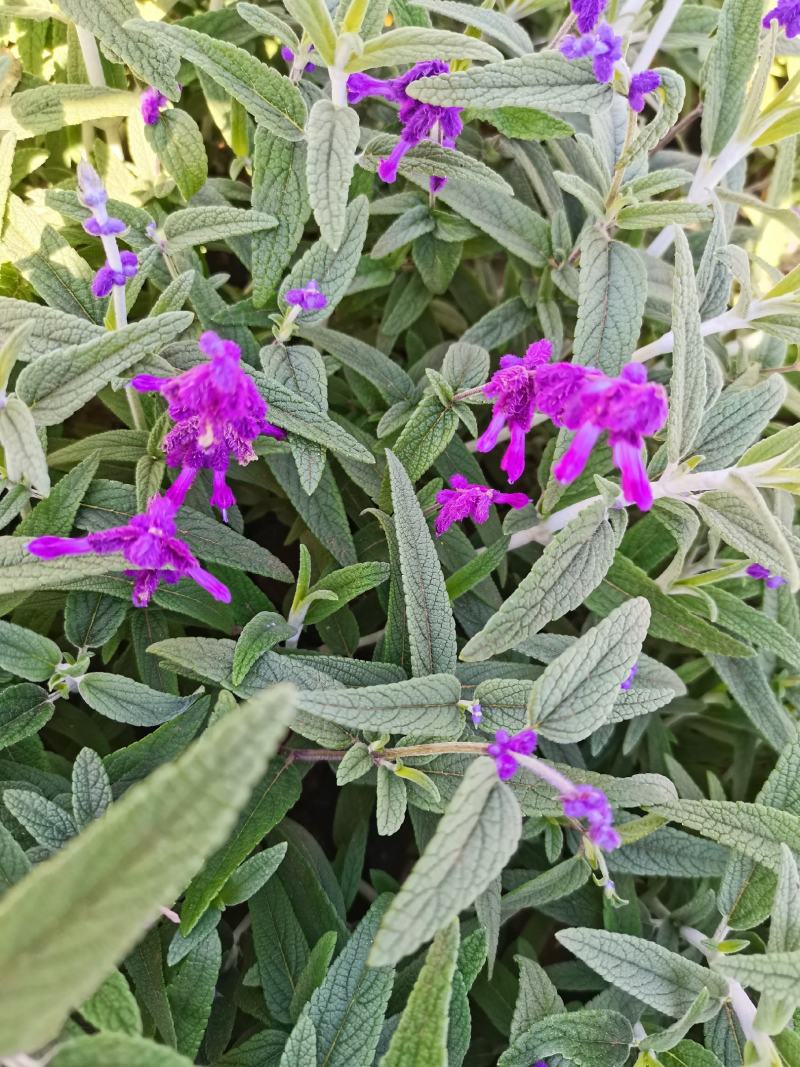 墨西哥鼠尾草，紫柳，云南昆明种植基地一手货源
