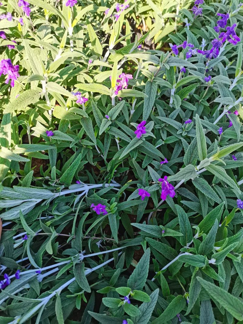 墨西哥鼠尾草，紫柳，云南昆明种植基地一手货源