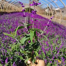 墨西哥鼠尾草，紫柳，云南昆明种植基地一手货源