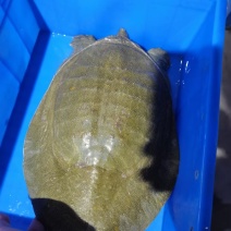 十年老甲鱼3斤到8斤规格有货，裙边脆口弹牙，品质保证，需