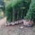 四川水果苗,占地桂圆小苗,拆迁荔枝小苗,优质黄皮苗等