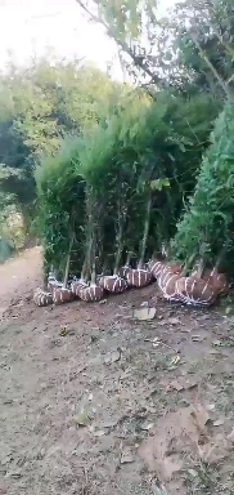 四川水果苗，占地桂圆小苗，拆迁荔枝小苗，优质黄皮苗等