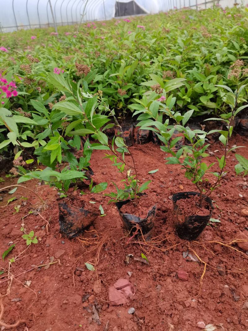 绣线菊，粉花绣线菊，云南昆明绣线菊种植园直销