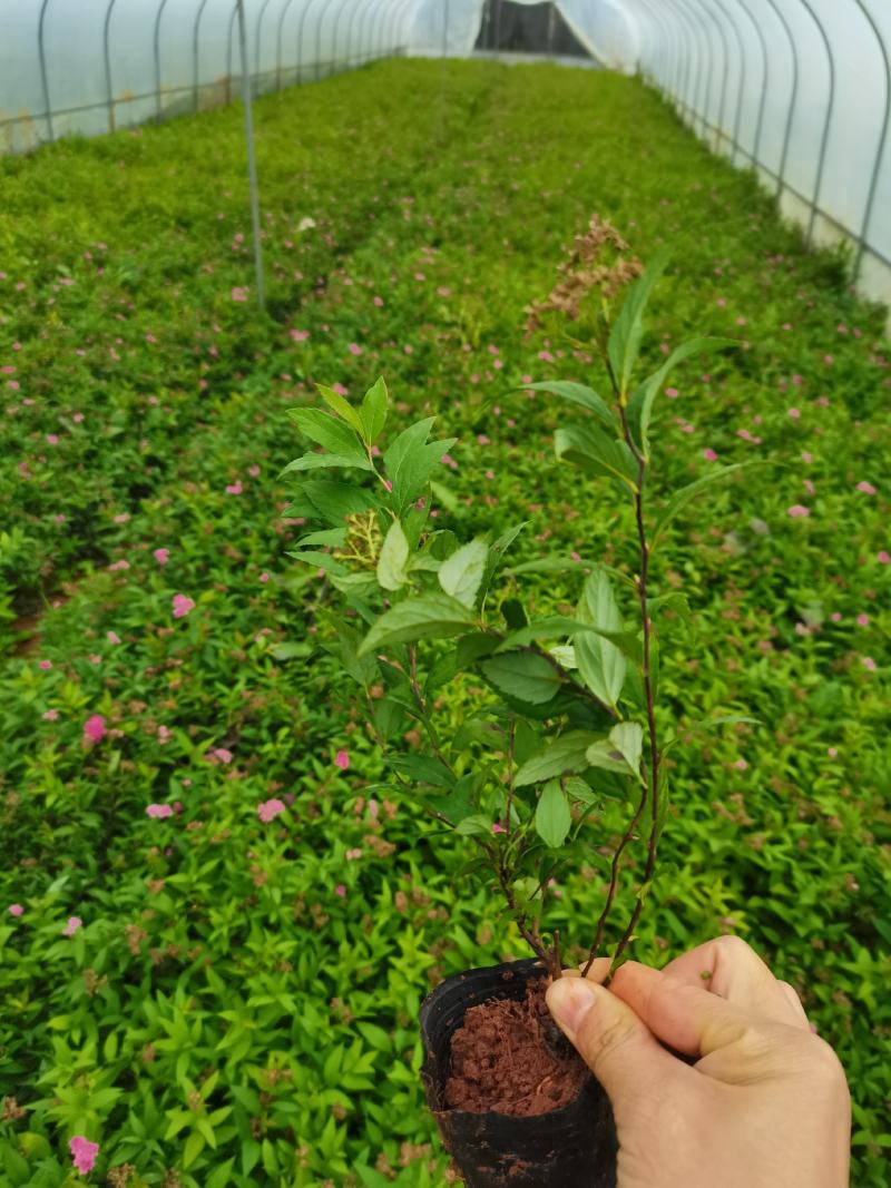 绣线菊，粉花绣线菊，云南昆明绣线菊种植园直销