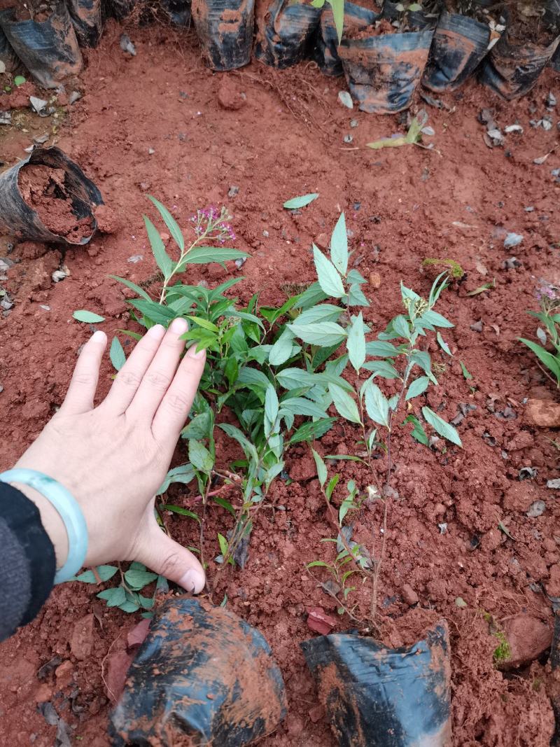 绣线菊，粉花绣线菊，云南昆明绣线菊种植园直销