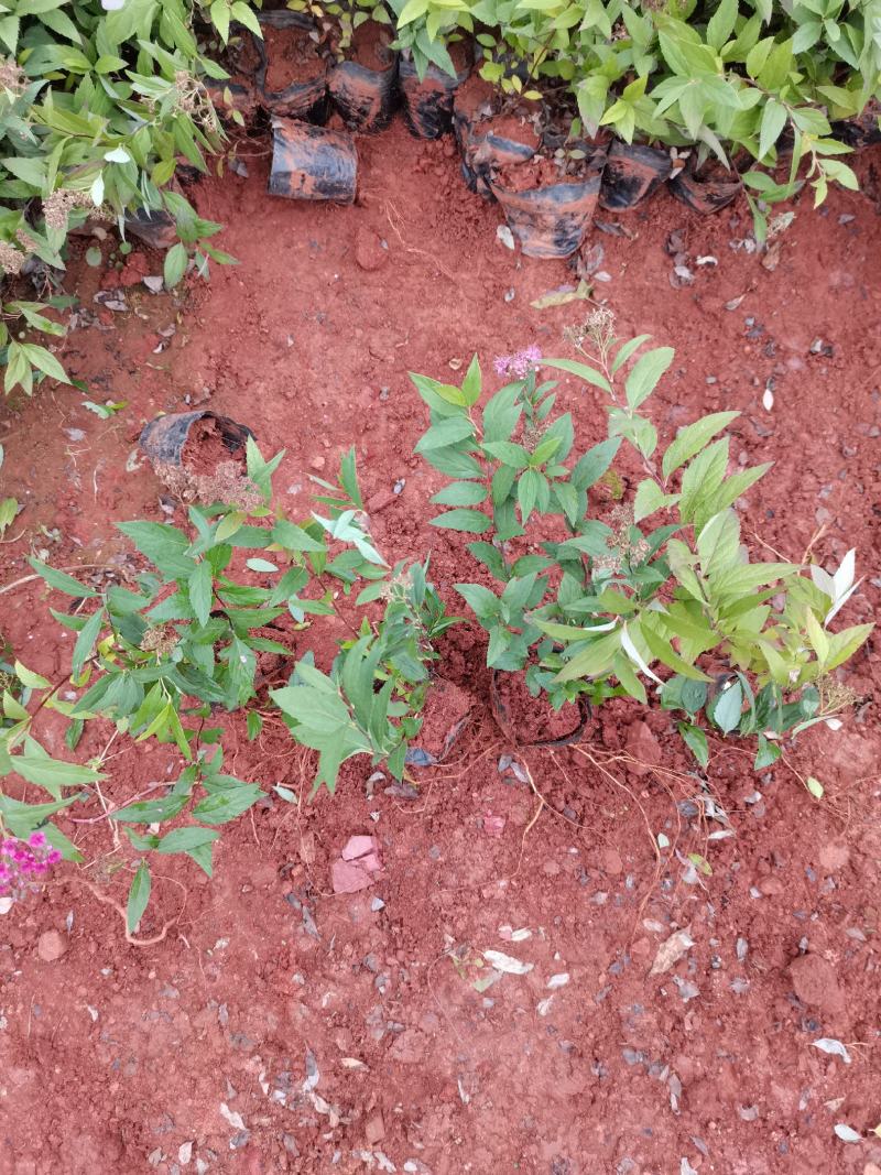 绣线菊，粉花绣线菊，云南昆明绣线菊种植园直销