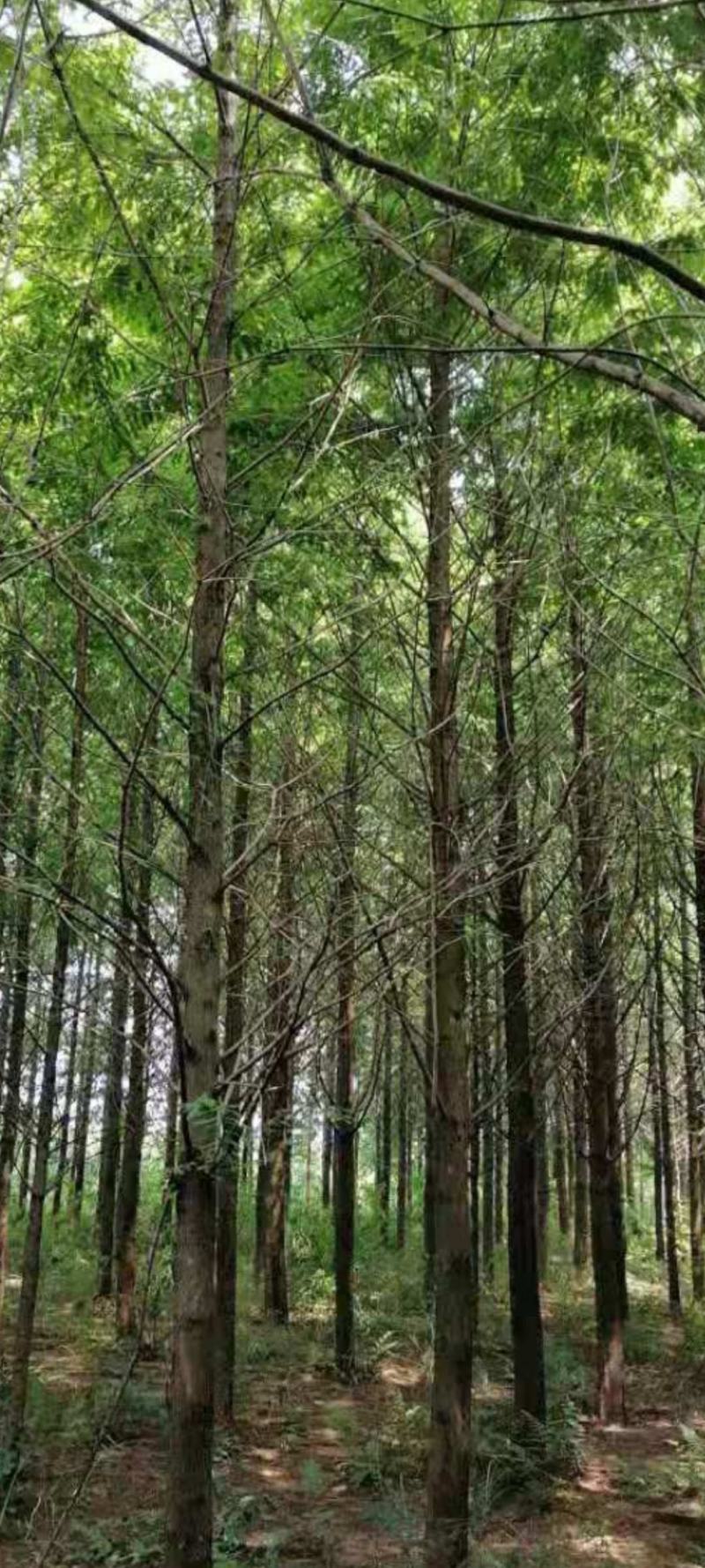 水杉，10公分12公分，14公分`15公分，16公分