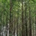 水杉，10公分12公分，14公分`15公分，16公分