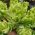 儿菜四川遂宁精品儿菜，毛儿菜。基地直销，大量上市