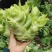 儿菜四川遂宁精品儿菜，毛儿菜。基地直销，大量上市