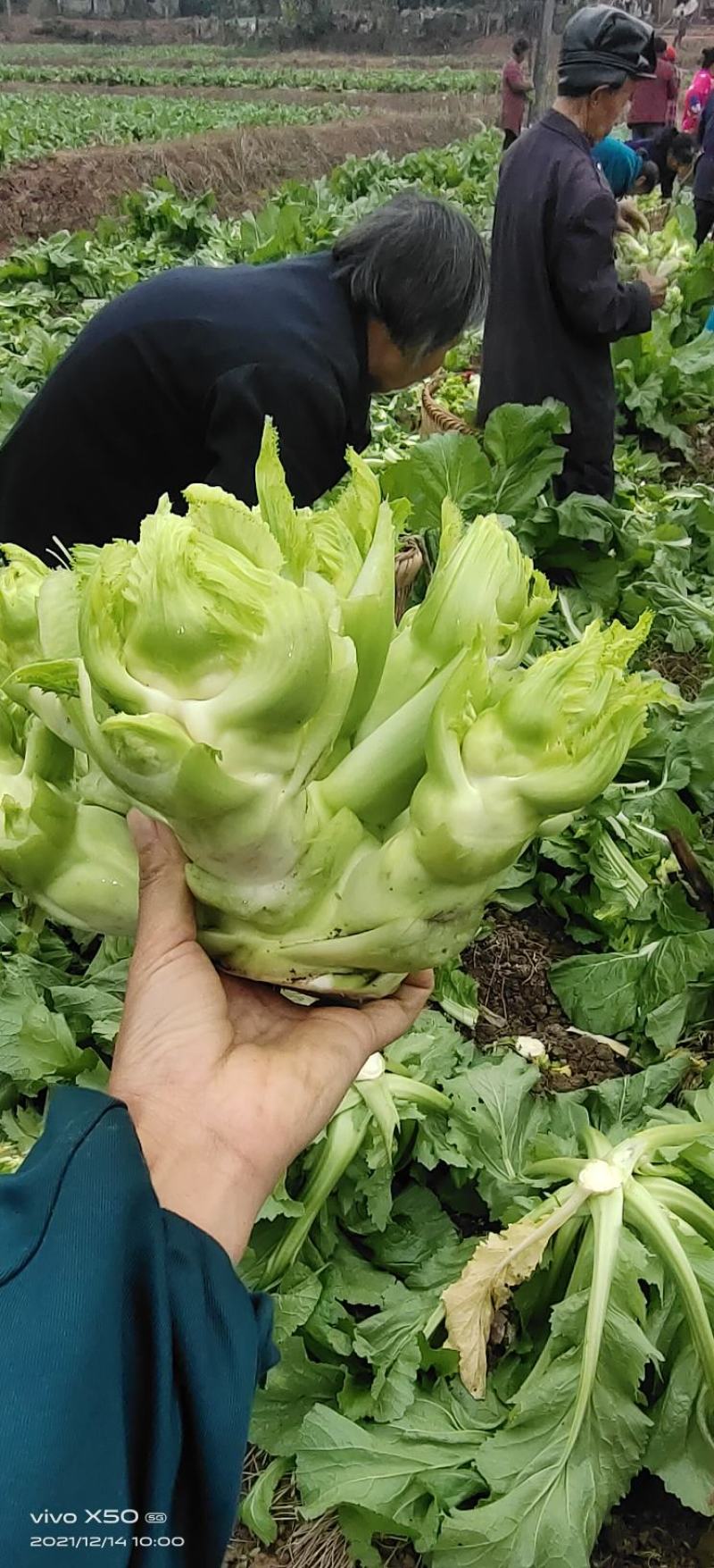 儿菜四川遂宁精品儿菜，毛儿菜。基地直销，大量上市