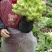 儿菜四川遂宁精品儿菜，毛儿菜。基地直销，大量上市
