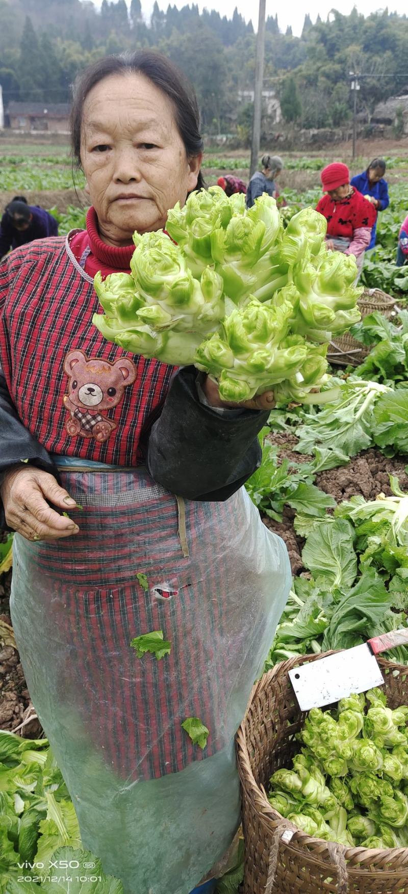 儿菜四川遂宁精品儿菜，毛儿菜。基地直销，大量上市