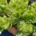 儿菜四川遂宁精品儿菜，毛儿菜。基地直销，大量上市
