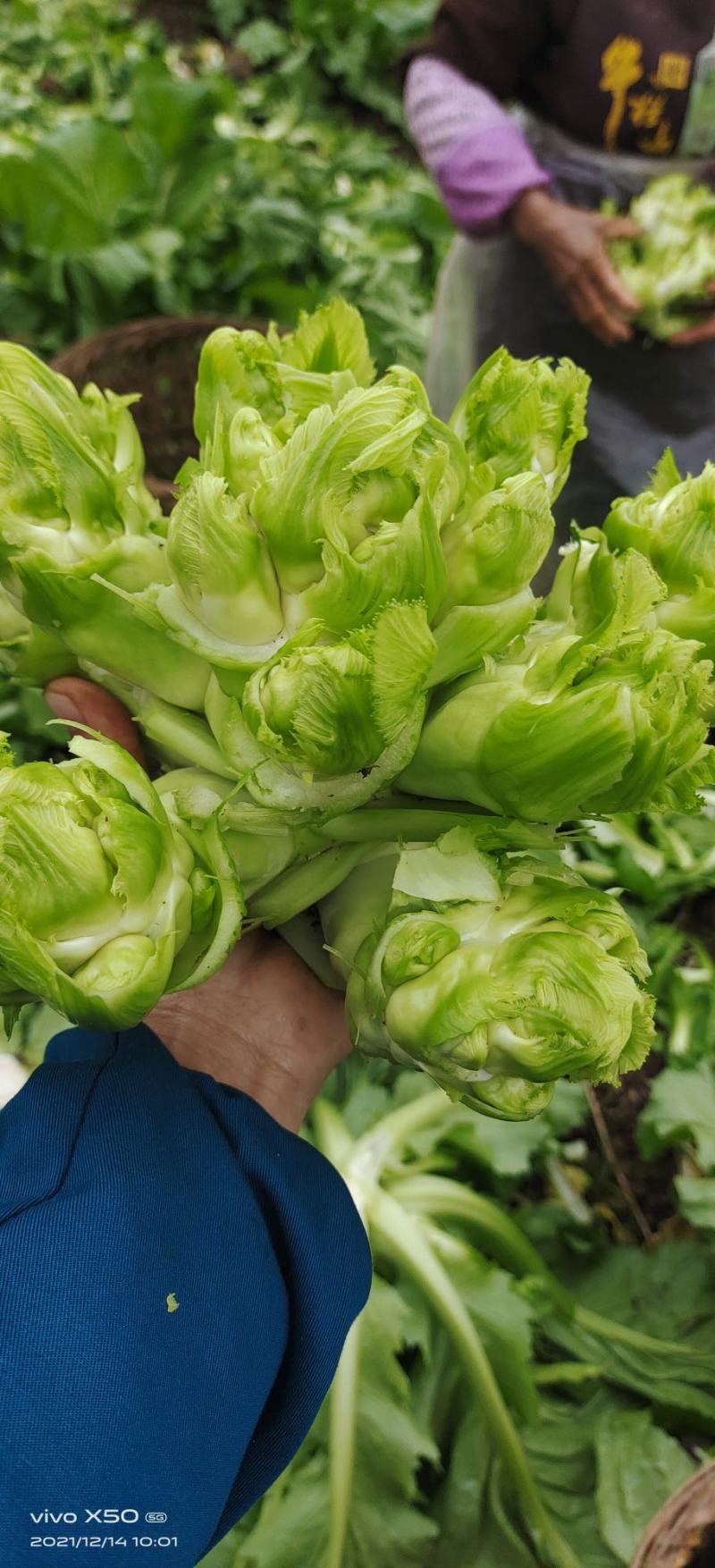 儿菜四川遂宁精品儿菜，毛儿菜。基地直销，大量上市