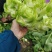 儿菜四川遂宁精品儿菜，毛儿菜。基地直销，大量上市