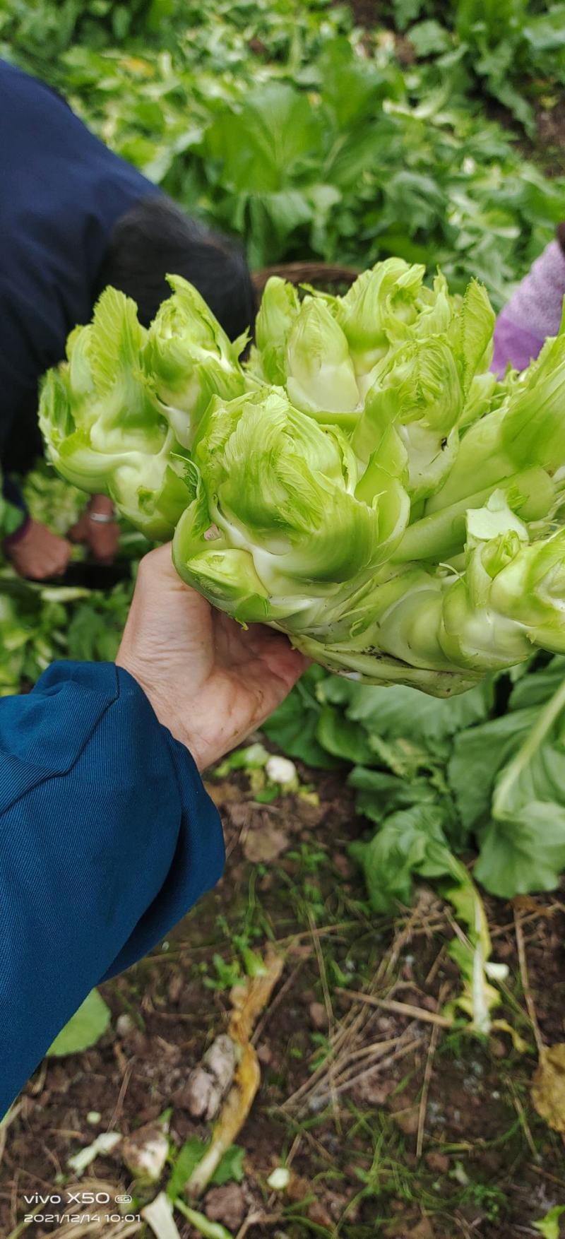 儿菜四川遂宁精品儿菜，毛儿菜。基地直销，大量上市