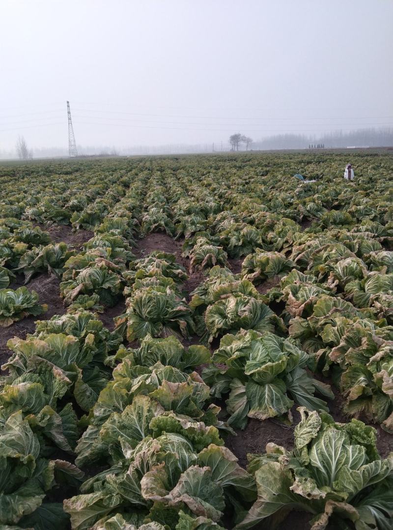 安徽黄心大白菜，产地直销，货源充足，质量保证。