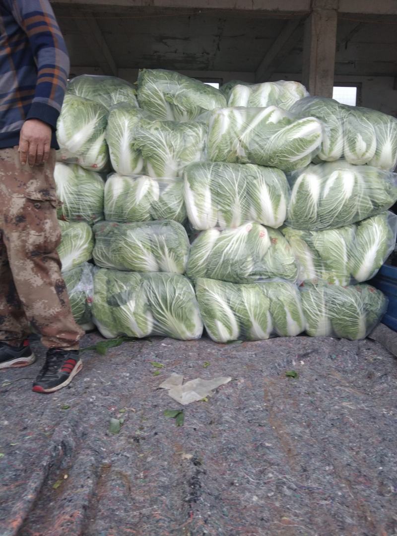 安徽黄心大白菜，产地直销，货源充足，质量保证。