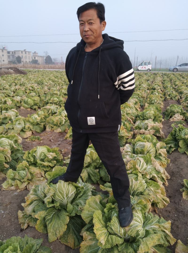 安徽黄心大白菜，产地直销，货源充足，质量保证。