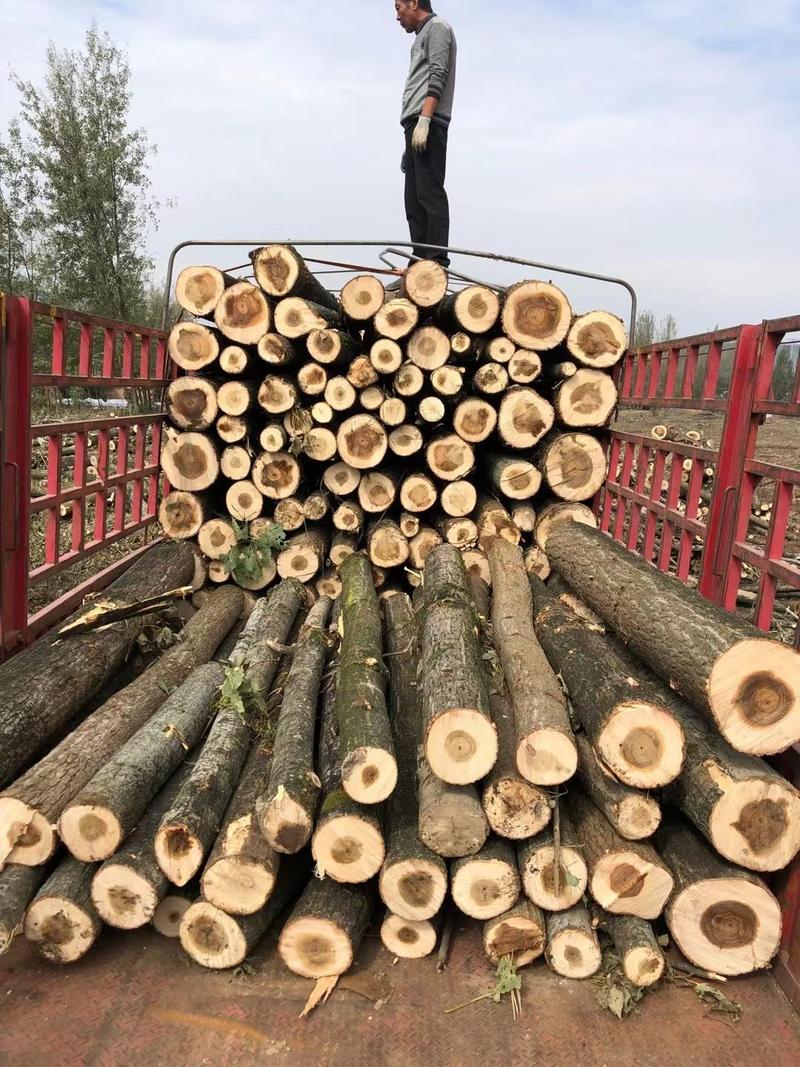 大量出售杨树原木，1.3米，2.6米规格，10公分以上