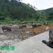 桂花腊肉