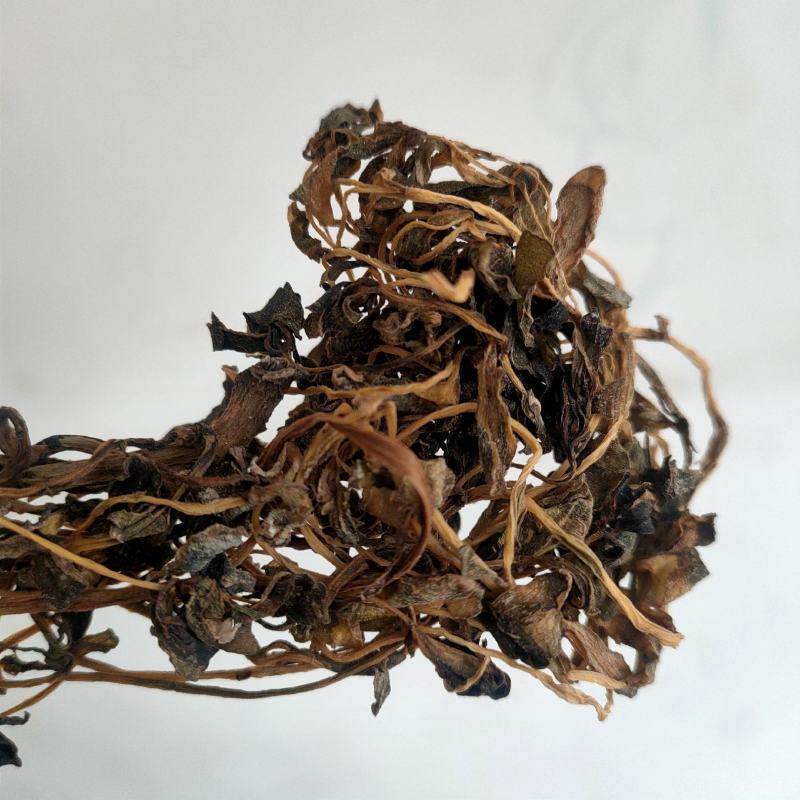 干马齿苋菜蚂蚱菜当年无根无杂质马齿苋干净货长寿菜