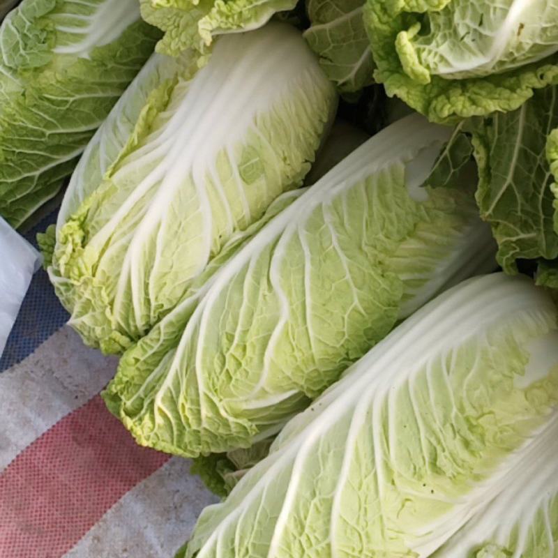 大娃娃菜