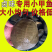 外塘小甲鱼批发，卤甲鱼，塘口现抓现发
