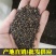刺槐种子白花刺槐树香花槐紫穗槐洋槐蜜蜂采蜜槐花黄花