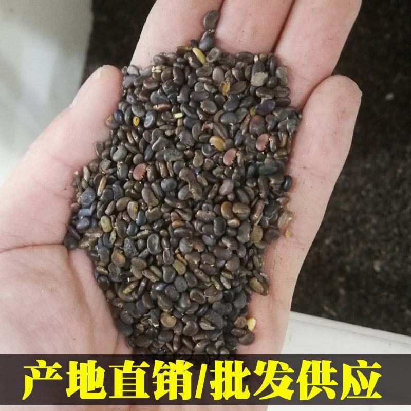 刺槐种子白花刺槐树香花槐紫穗槐洋槐蜜蜂采蜜槐花黄花