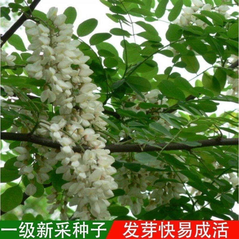 刺槐种子白花刺槐树香花槐紫穗槐洋槐蜜蜂采蜜槐花黄花