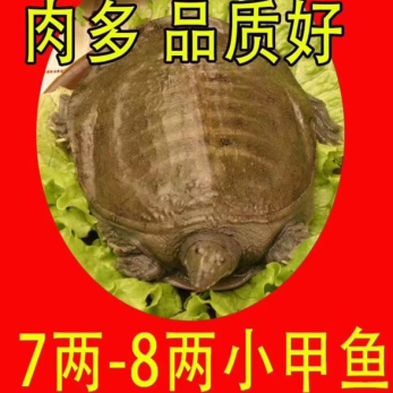 外塘网红甲鱼批发，宰杀好发货，卤甲鱼专用，塘口直发